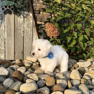 Andrew, West Highland Terrier Puppy